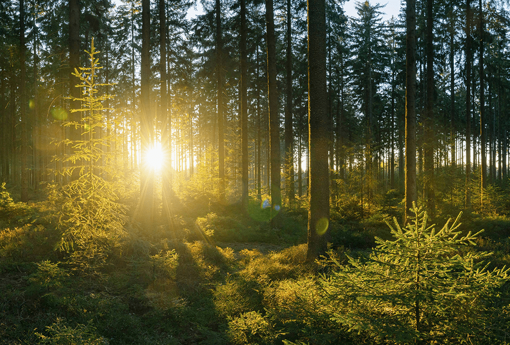 las z przebijającym się słońcem